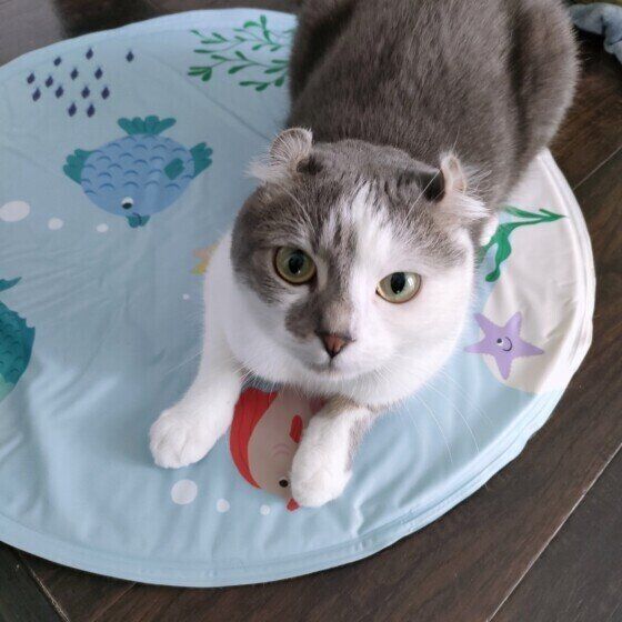 マンチカールのキトくん♪