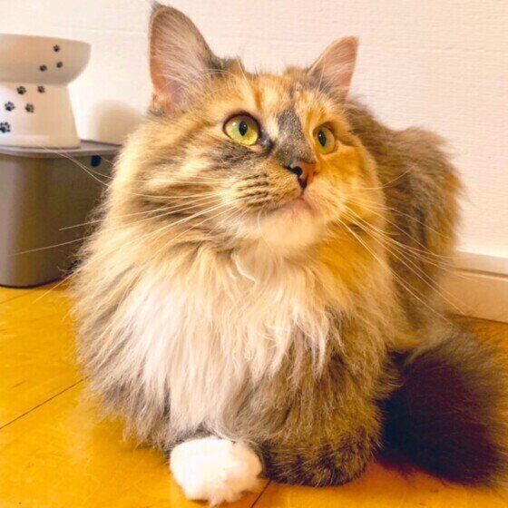 ノルウェージャンフォレストキャットのめるちゃん