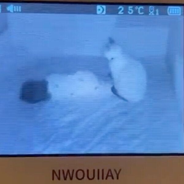 優しく見守るつくねくん