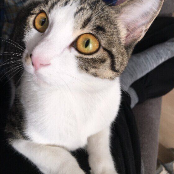 MIXサバトラのきなこちゃん