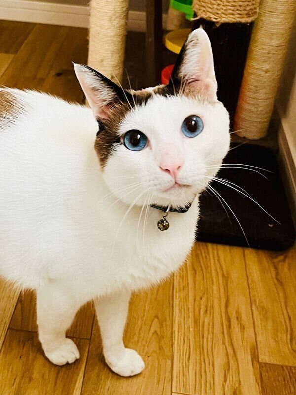 見つめるつくねくん