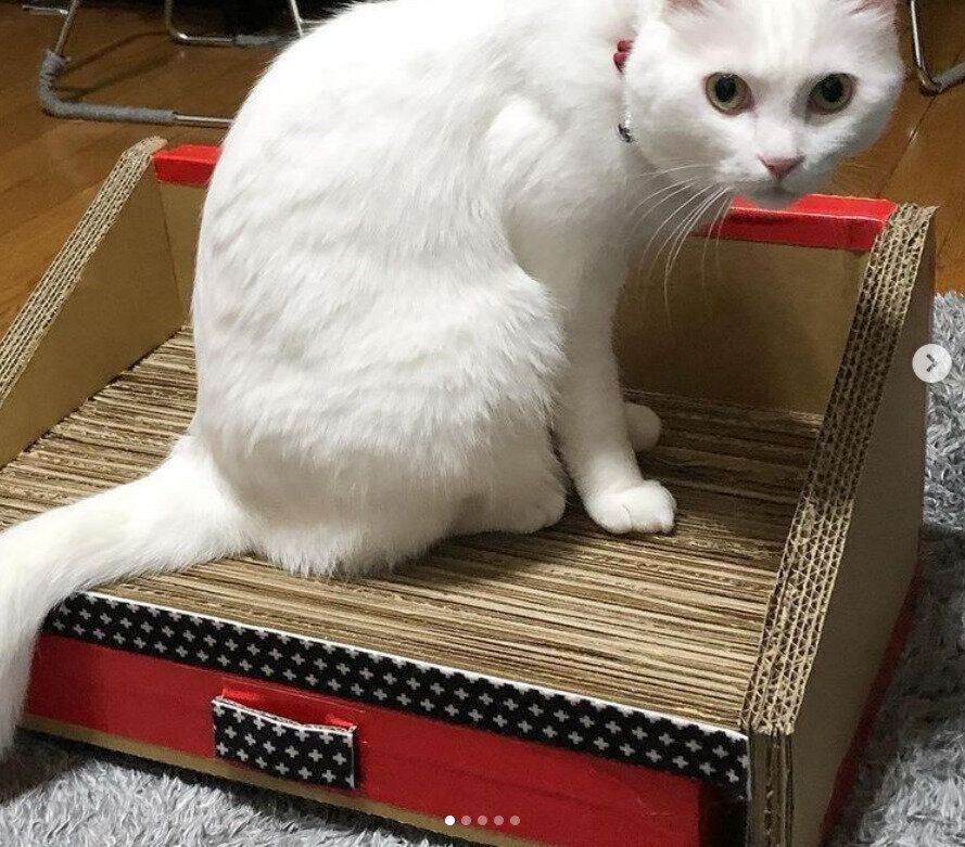 猫と収納付きDIY