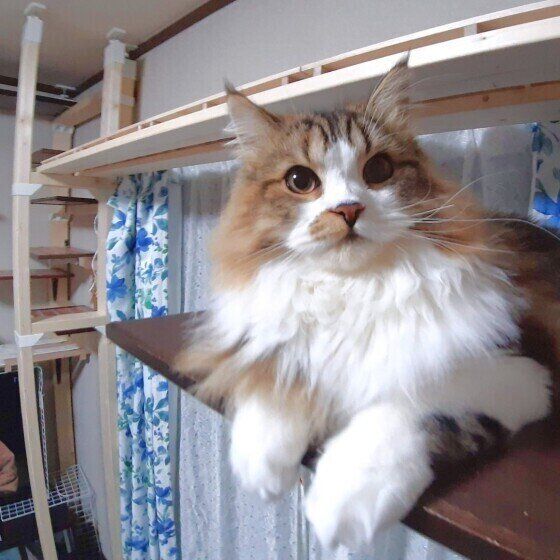 見つめるスコティッシュフォールド・ロングヘア