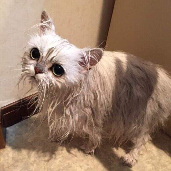 シャンプーした後のペルシャ猫