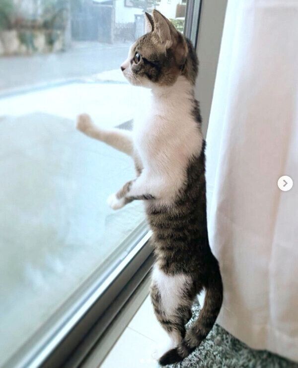 外を眺めるふきちゃん