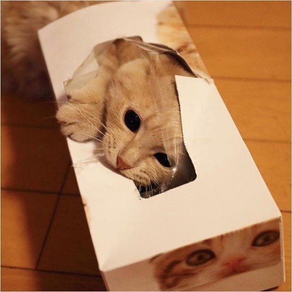 狭いところが好きなスコティッシュフォールド