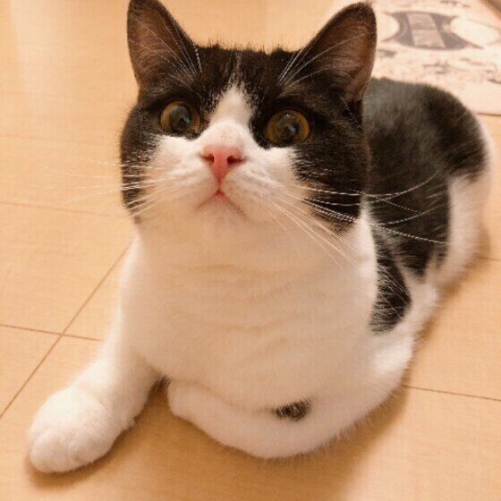 見つめるマンチカン