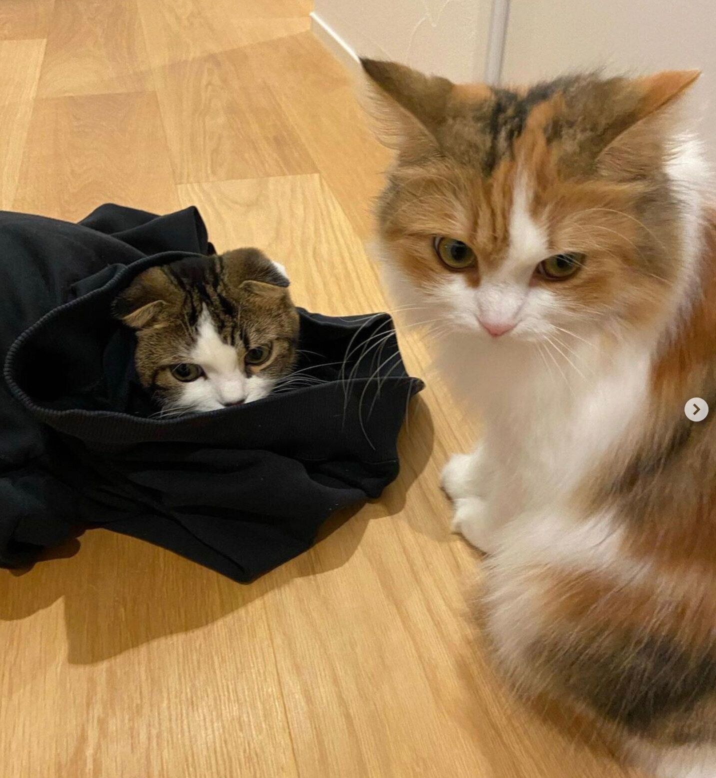 こたろうくん、つくねちゃん