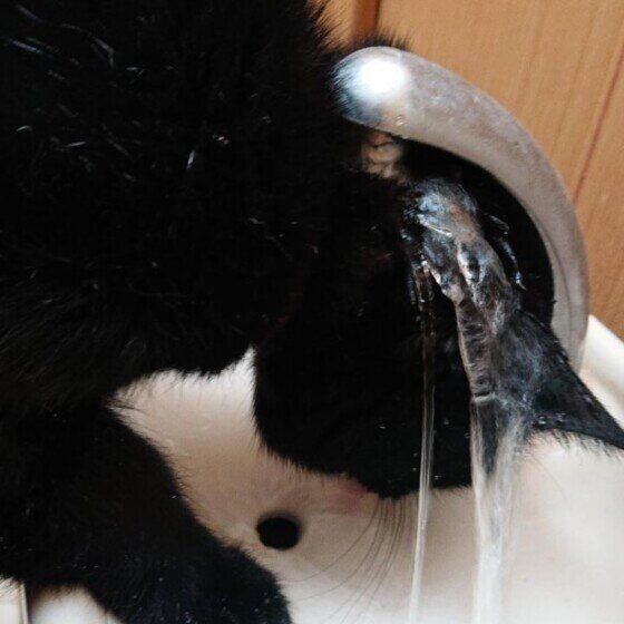 頭から水をかぶる黒猫