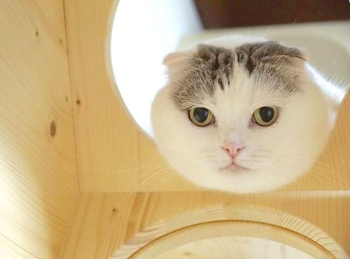 自由気ままな猫と男の子 絶妙な絡みがかわいすぎて反響 ねこのきもちweb Magazine 自由気ままな猫と男の子 絶妙な絡みがかわいすぎて反響 ねこのきもちweb Magazine