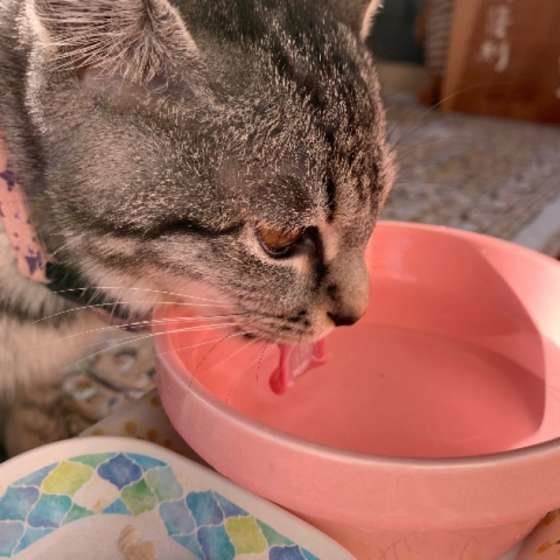 キジトラ　しずく　水