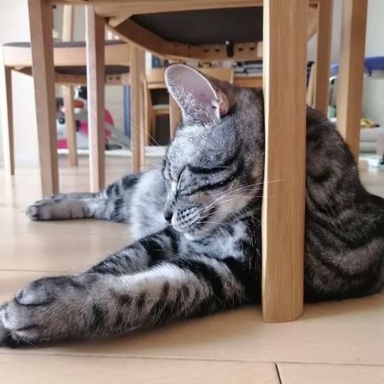 お昼寝するアメリカンショートヘア