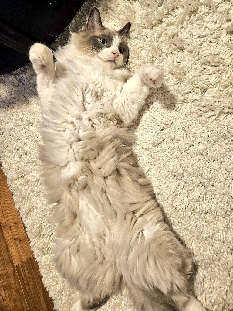 仰向けに寝るラグドール