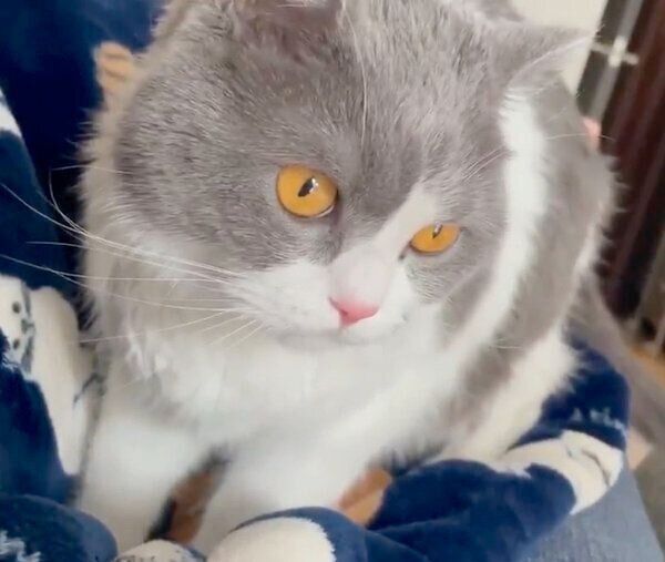 飼い主さんのそばにやってきたソアラちゃん