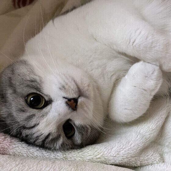 スコティッシュフォールドのわさびくん