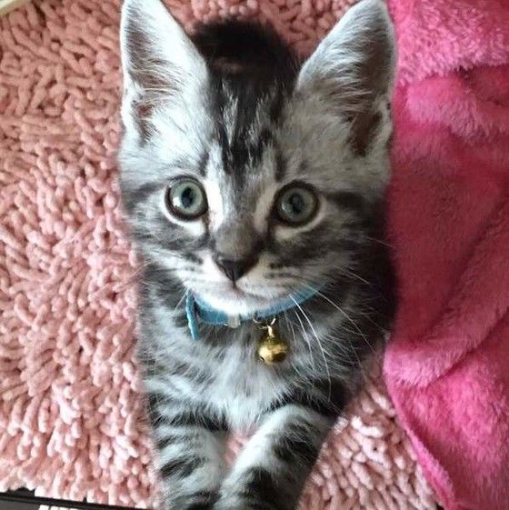 見つめるアメリカンショートヘア