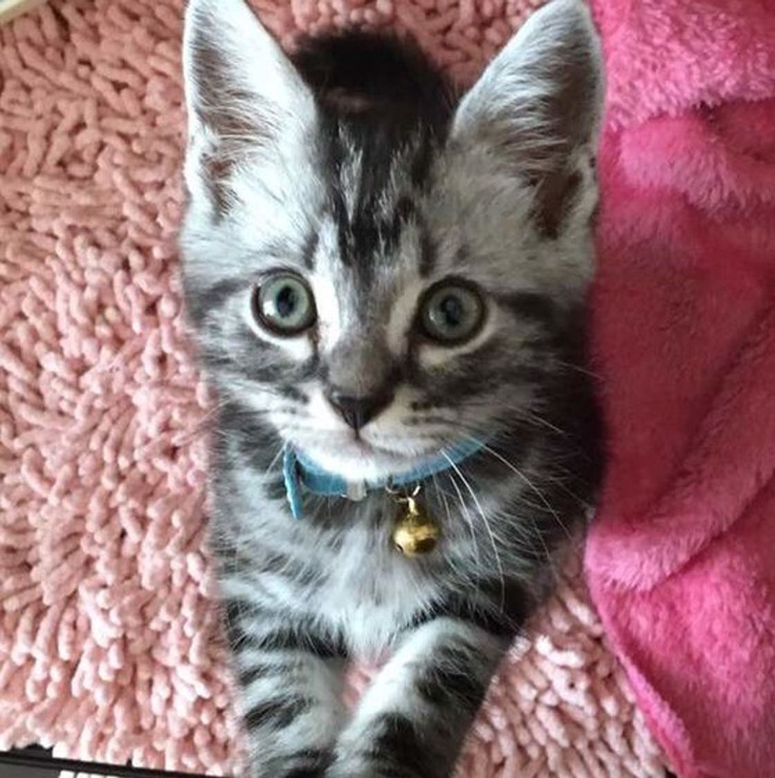 犬と猫 どちらが耳や鼻が優れてる 意外な違いの数々に驚き ねこのきもちweb Magazine 犬と猫 どちらが耳や鼻が優れてる 意外な違いの数々に驚き ねこのきもちweb Magazine