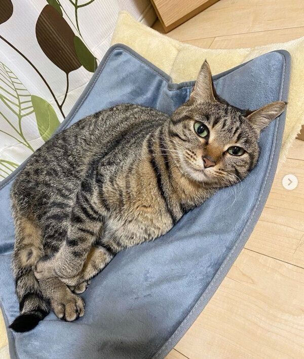 ホットカーペットが気持ちよくてとろける、ななちゃん