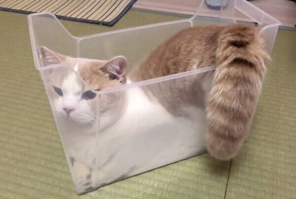 スリムなプラケースでくつろぐてんぷらくん