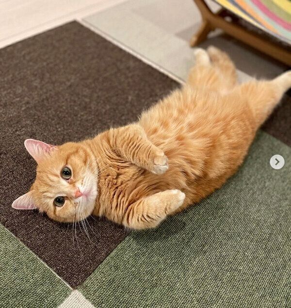 ヘソ天するぷーちゃん