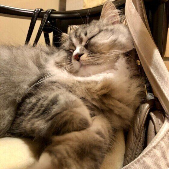 眠るマンチカン・ロングヘア