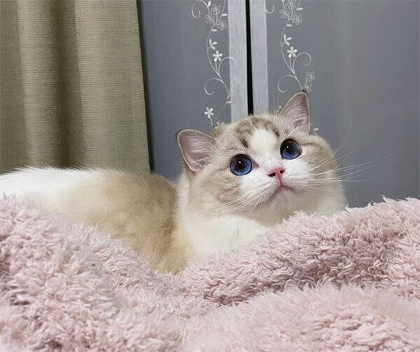 くつろぐレアちゃん