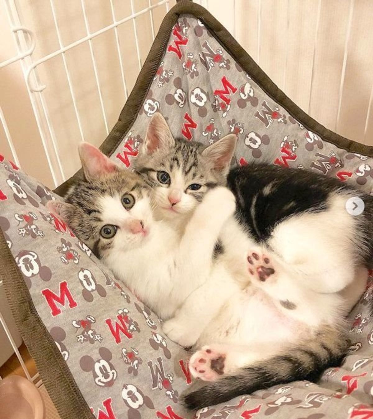 はじめての猫との生活 保護猫2匹と家族になって得られた大切なこと ねこのきもちweb Magazine はじめての猫との生活 保護猫2匹と家族になって得られた大切なこと ねこのきもちweb Magazine