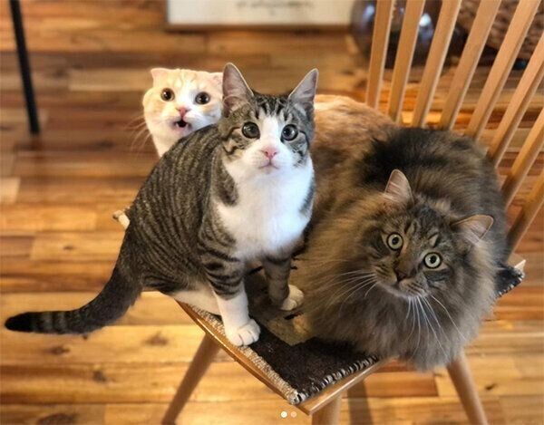 椅子に座るニコちゃん、チビちゃん、ムギちゃん