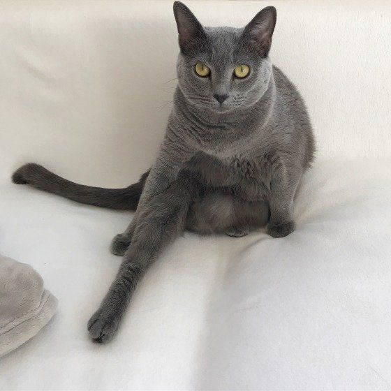 かっこいい座り方をする猫