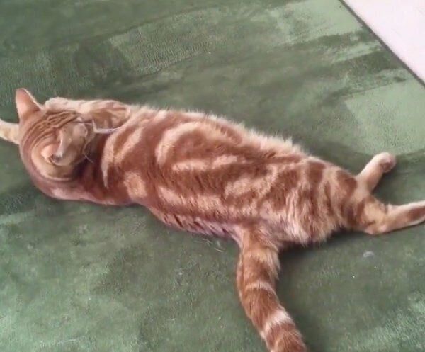 攻撃してきたルンバをスルーするナツメグくん