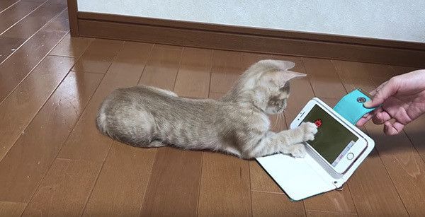 スマホで遊ぶ子猫