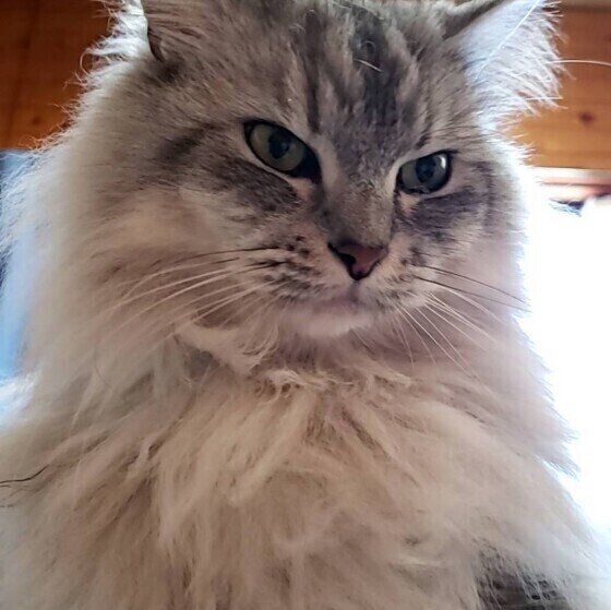 ラガマフィンのRayくん