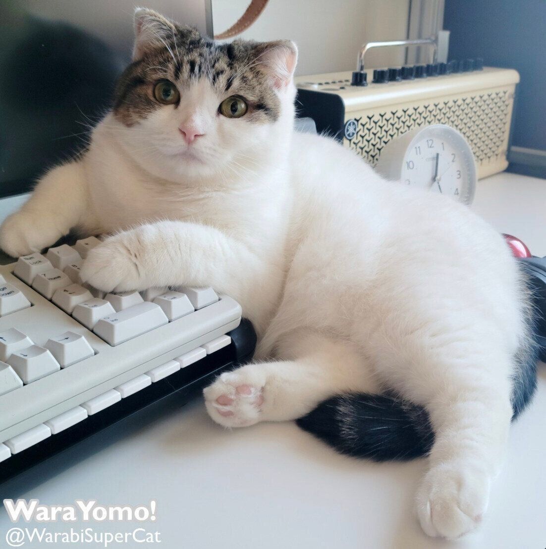 PC画面の前で寝始めてしまった猫 立派なネコハラに「けしからん！」と