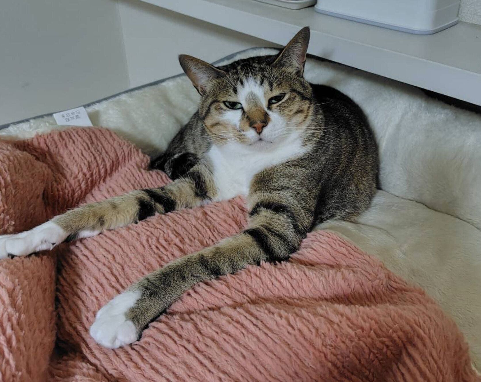 前足が長く見えるソーダくん