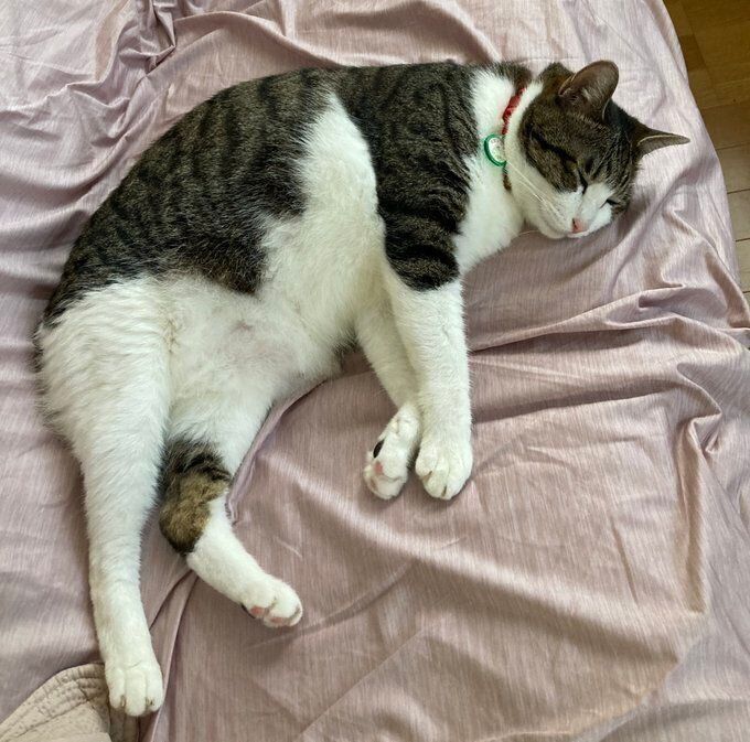 幸せそうに眠るふくくん