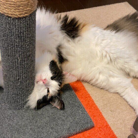 ミケのみぃちゃん