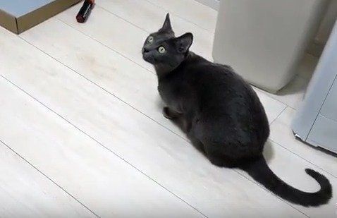 ロシアンブルー　ハムちゃん