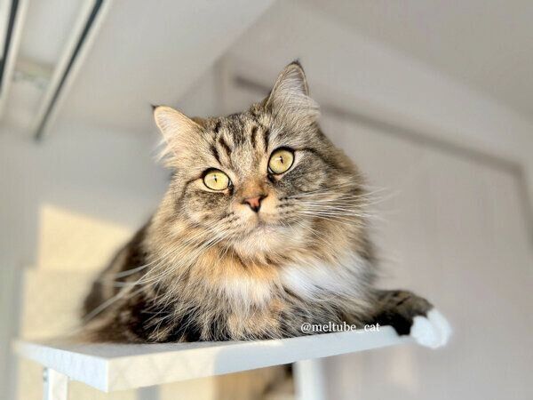 くつろぐメルくん