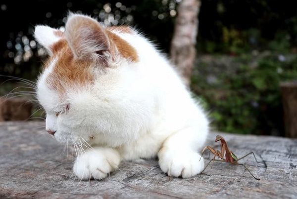 カマキリと猫