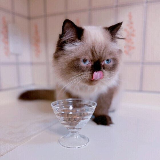 ヒマラヤンのノエルくん