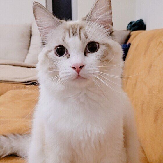 ラグドールのももちゃん