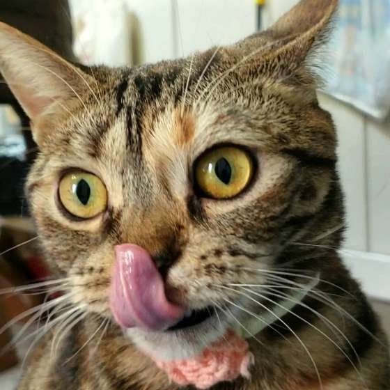 アメリカンショートヘア・凛ちゃん・ぺろり