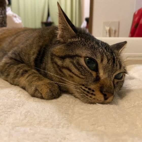 MIX キジトラ チイ