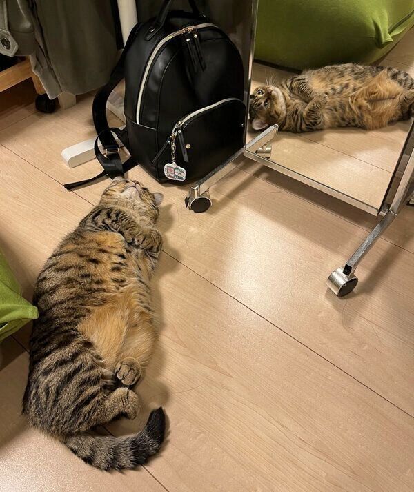 上を向いてぼ〜っとするもなちゃん