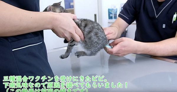 検温する子猫