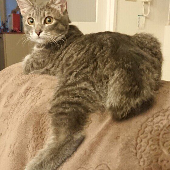 見つめるサバトラ