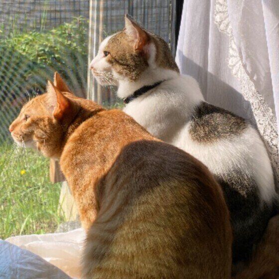 ニャルソックをする猫