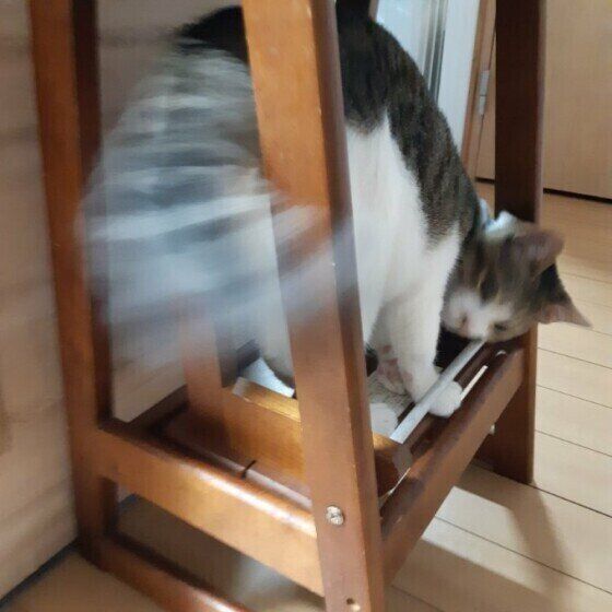 キジトラMIXの虎太郎♂