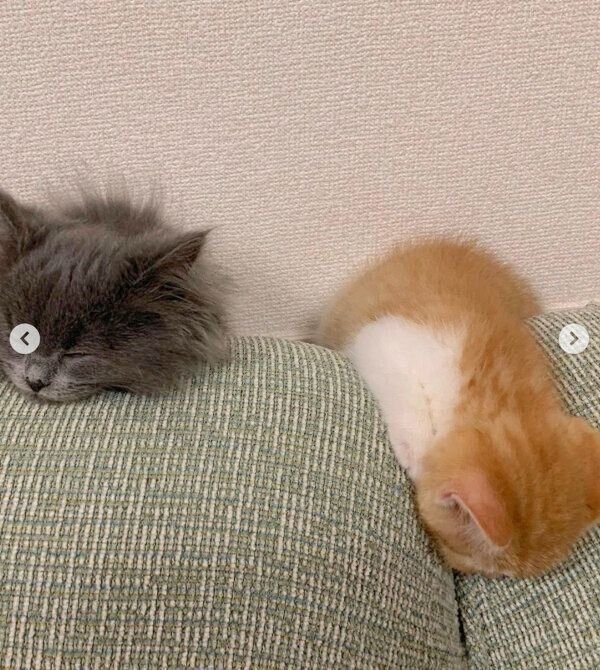 ソファの背もたれ部分で眠るウニちゃんとアオくん