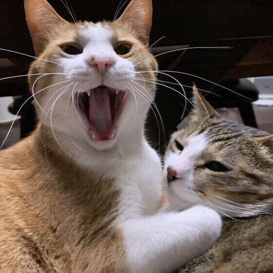 大あくびのMIXタルトくん